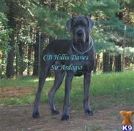 great dane puppy posted by CB Hillis Danes